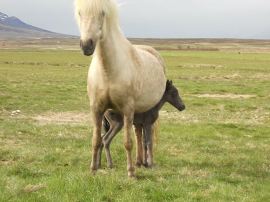 Happadís with her first foal, Lukka