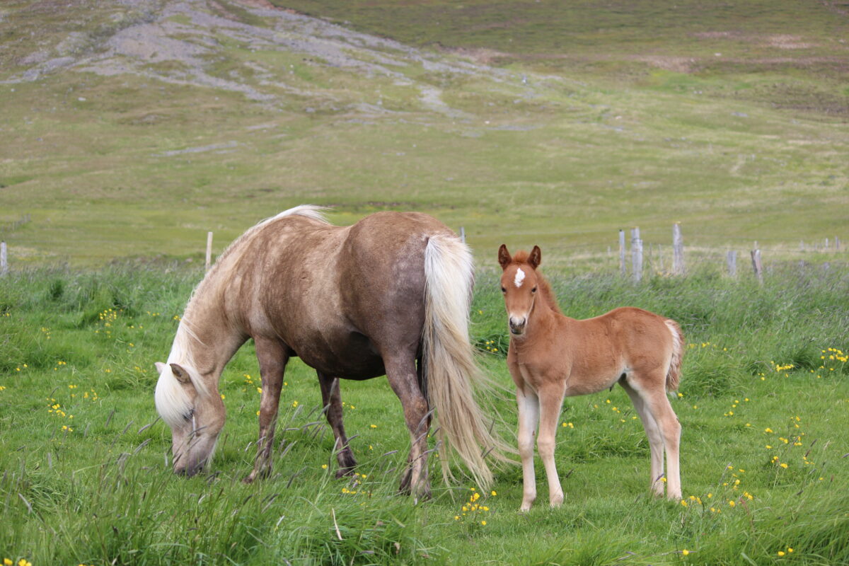 Happadís and Rjóð frá Þúfum