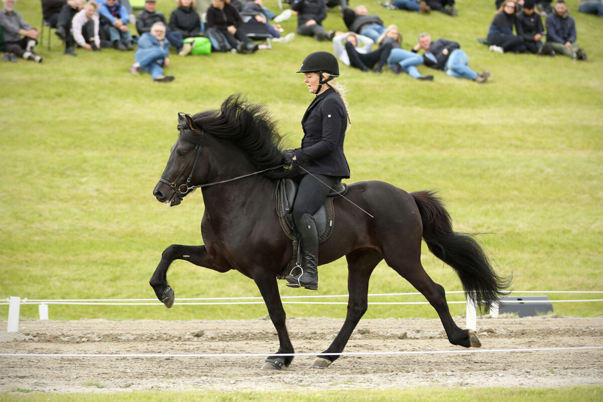 Hannibal frá Þúfum & Mette á Landssýningu 2020